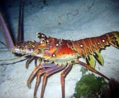 Caribbean lobster