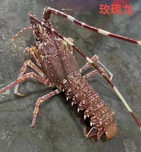 Pink Lobster (Palinurus mauritanicus)