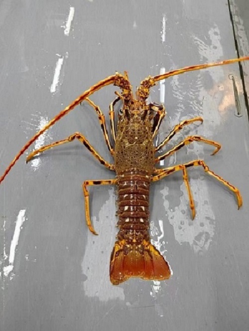 King Lobster ‌Palinurus elephas