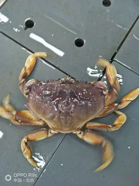 Dungeness Crab (Cancer magister)