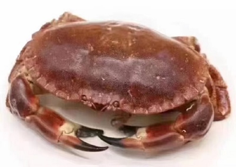 Brown Crab (Cancer pagurus)