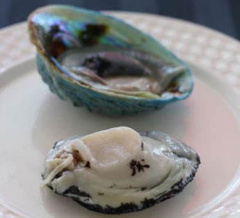 Blue abalone