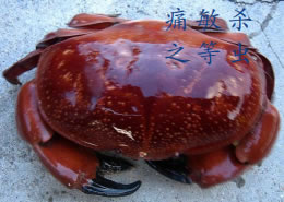 Bread crab