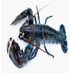 European Blue Lobster